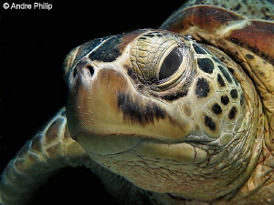"Friendly, Trusting, Lovable" - The Green Turtle
Nunukan... by Andre Philip 